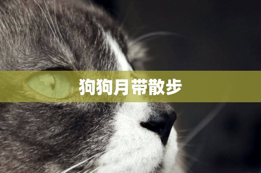 狗狗月帶散步