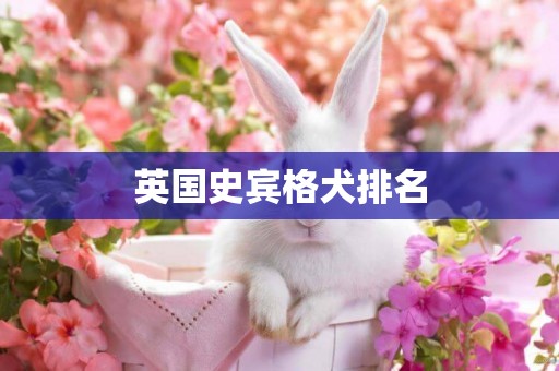 英國史賓格犬排名