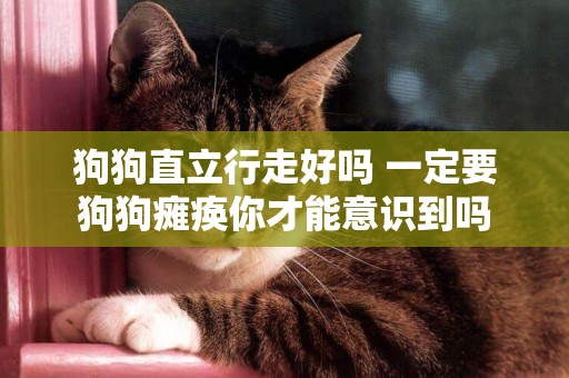狗狗直立行走好嗎 一定要狗狗癱瘓你才能意識到嗎