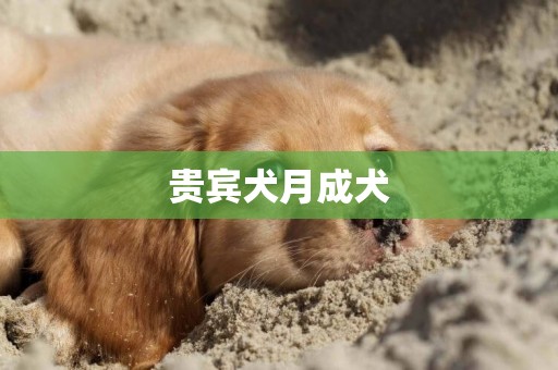 貴賓犬月成犬