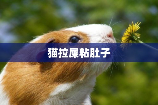 貓拉屎粘肚子