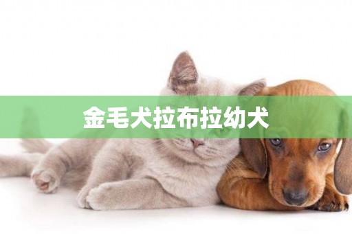 金毛犬拉布拉幼犬