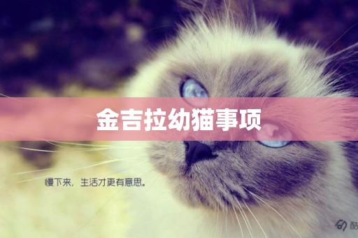 金吉拉幼貓事項