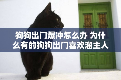 狗狗出門爆沖怎么辦 為什么有的狗狗出門喜歡溜主人
