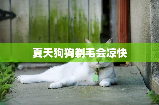 夏天狗狗剃毛會涼快