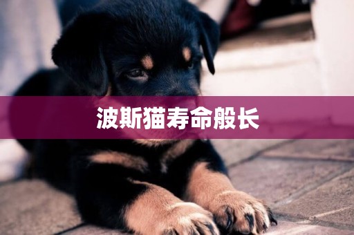 波斯貓壽命般長