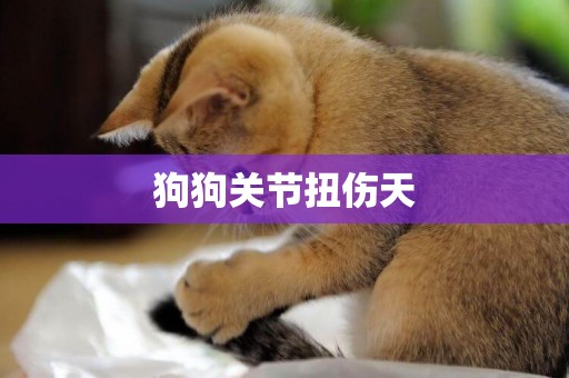 狗狗關節扭傷天