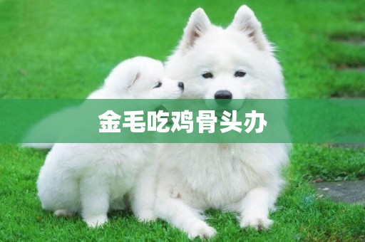 金毛吃雞骨頭辦