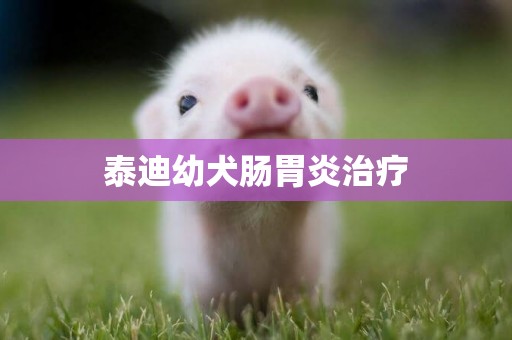 泰迪幼犬腸胃炎治療