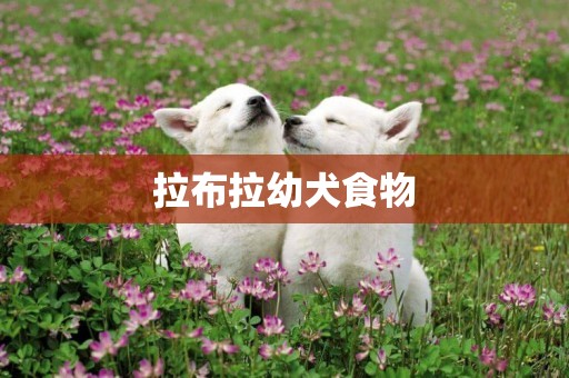 拉布拉幼犬食物