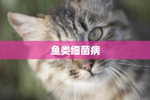 魚類細菌病