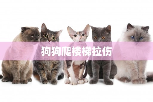 狗狗爬樓梯拉傷