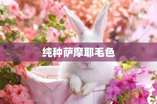純種薩摩耶毛色