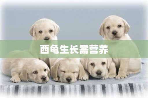 西龜生長需營養