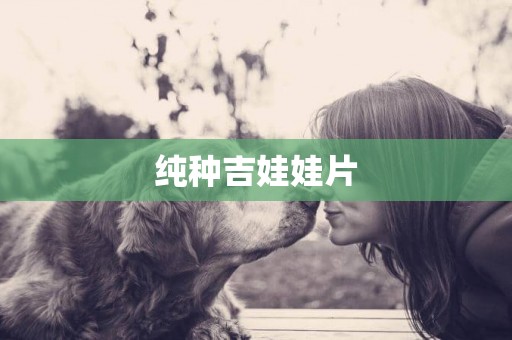 純種吉娃娃片
