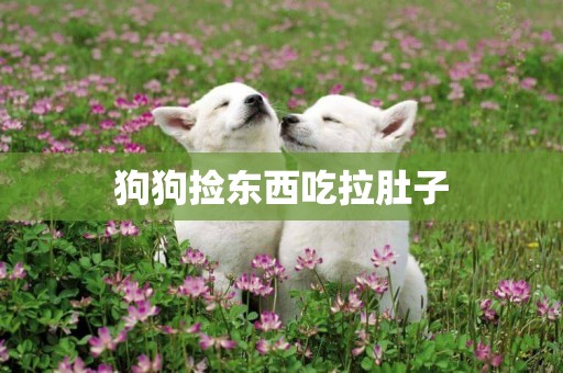 狗狗撿東西吃拉肚子