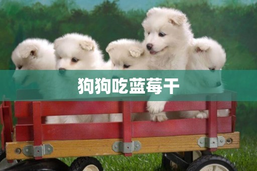 狗狗吃藍莓干