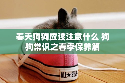 春天狗狗應該注意什么 狗狗常識之春季保養篇