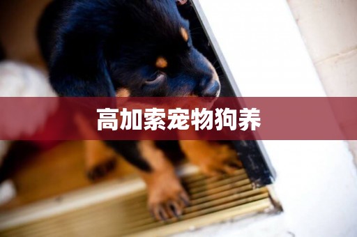 高加索寵物狗養