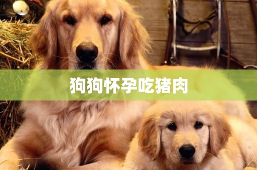 狗狗懷孕吃豬肉