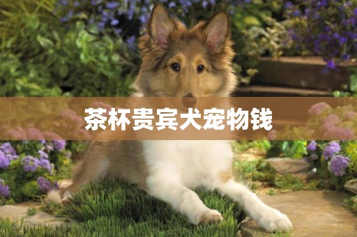 茶杯貴賓犬寵物錢
