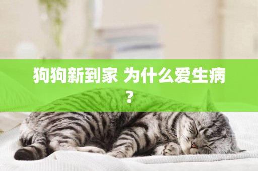 狗狗新到家 為什么愛生病?