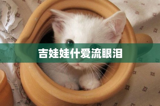 吉娃娃什愛流眼淚