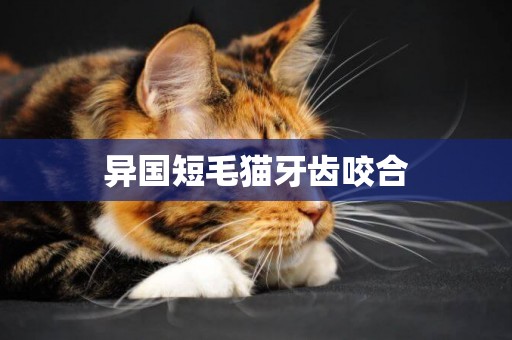 異國短毛貓牙齒咬合
