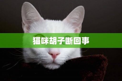 貓咪胡子斷回事