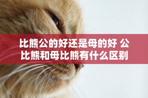 比熊公的好還是母的好 公比熊和母比熊有什么區別