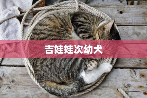 吉娃娃次幼犬