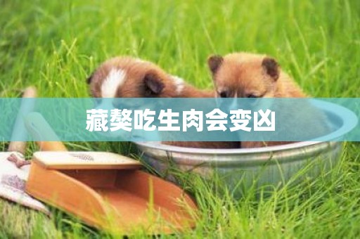 藏獒吃生肉會變兇