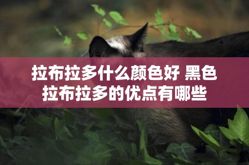 拉布拉多什么顏色好 黑色拉布拉多的優點有哪些