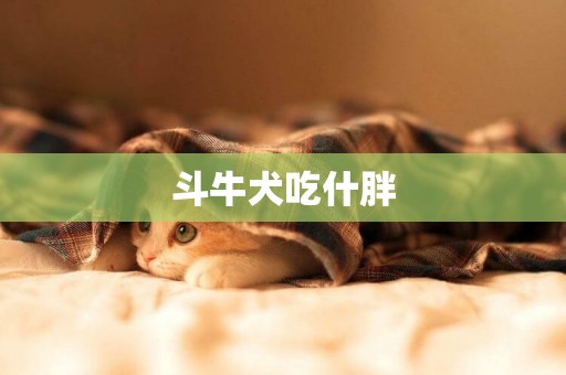 斗牛犬吃什胖