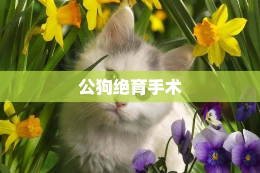公狗絕育手術