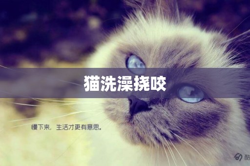 貓洗澡撓咬