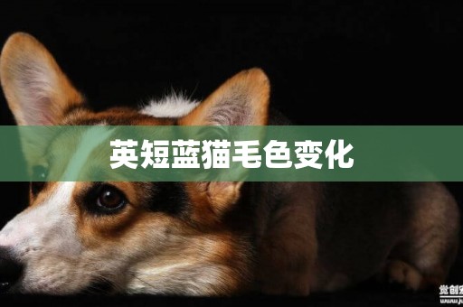 英短藍貓毛色變化