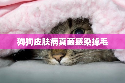 狗狗皮膚病真菌感染掉毛