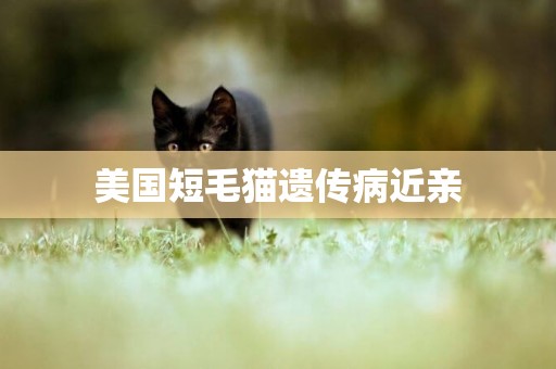美國短毛貓遺傳病近親