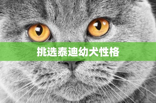 挑選泰迪幼犬性格