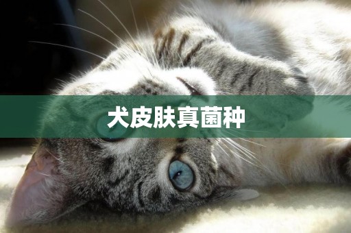 犬皮膚真菌種