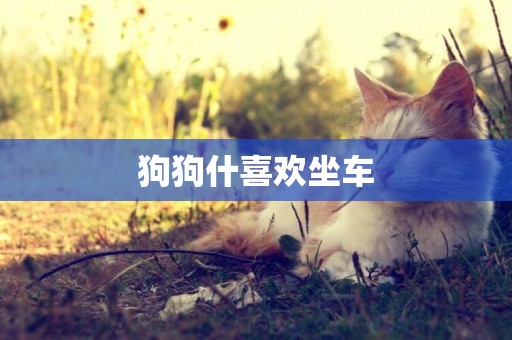 狗狗什喜歡坐車