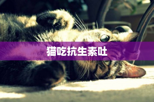 貓吃抗生素吐