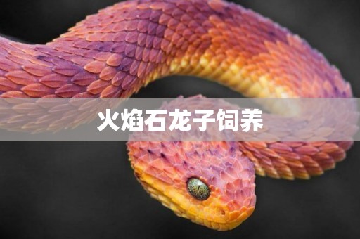火焰石龍子飼養