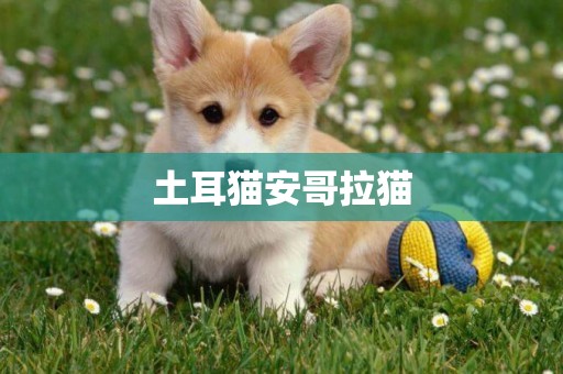 土耳貓安哥拉貓