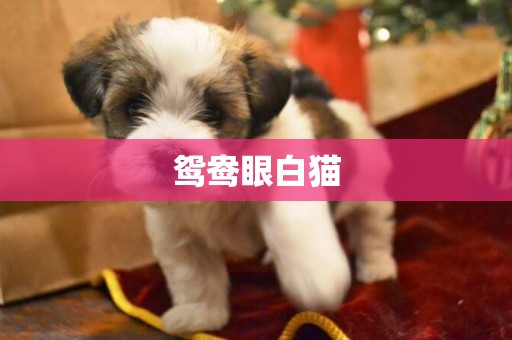 鴛鴦眼白貓