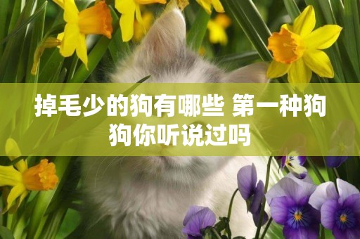 掉毛少的狗有哪些 第一種狗狗你聽說過嗎