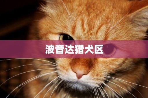 波音達獵犬區