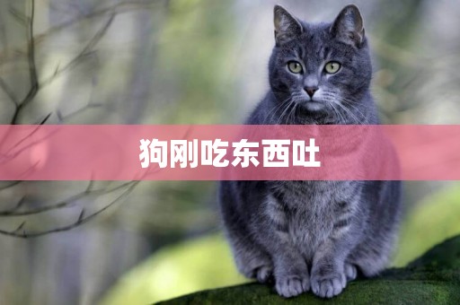 狗剛吃東西吐