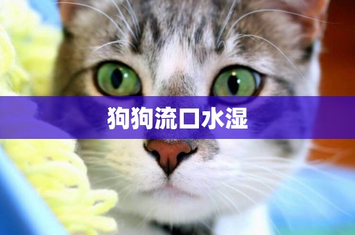 狗狗流口水濕